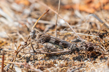 Large grasshopper camouflaged in dry grass