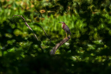 green heron on branch thru the foliage