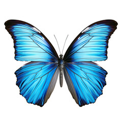 Blue Butterfly png butterfly blue png butterfly transparent background