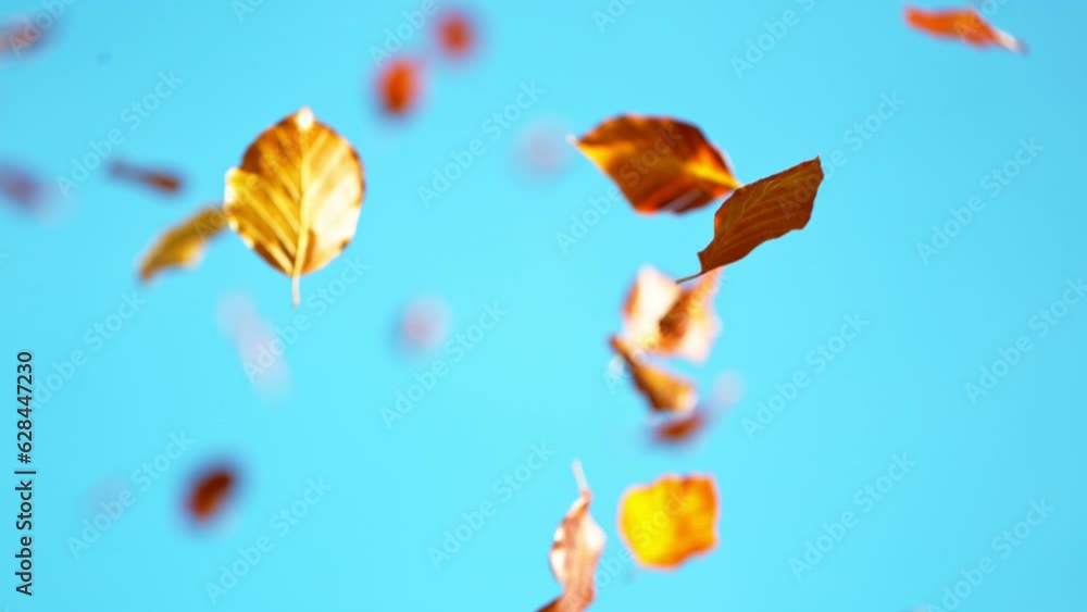 Wall mural super slow motion of falling autumn maple leaves against clear blue sky. filmed on high speed cinema