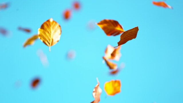 Super slow motion of falling autumn maple leaves against clear blue sky. Filmed on high speed cinema camera, 1000 fps.