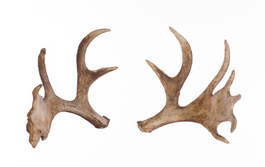 Moose horns isolated on white background