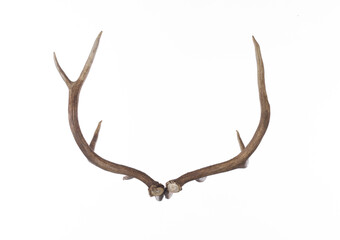 Obraz premium Deer antlers, deer horns isolated on white background