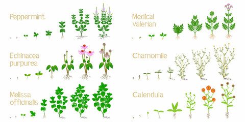 Set of growth cycles of medicinal plants on a white background.