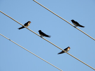 swallow birds sitting on electrical wires