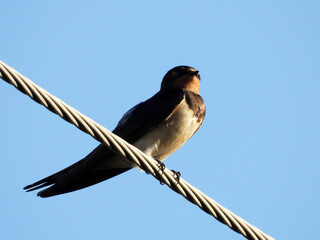swallow birds sitting on electrical wires