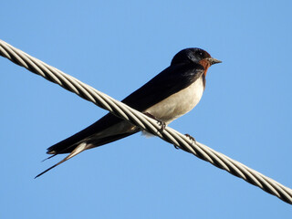 swallow birds sitting on electrical wires     