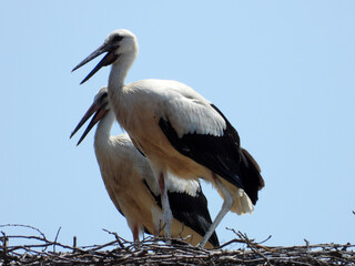  white storks in the nest on the roof with blue sky     