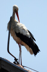  white storks in the nest on the roof with blue sky     