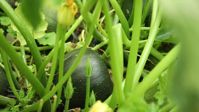 Round fruit of a zucchini in the garden bed with petioles and leaves
