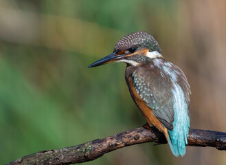 Common kingfisher, alcedo atthis. A young bird sits on a branch, waiting for prey