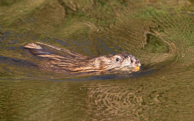 Muskrat, Ondatra zibethicus. An animal floating down the river
