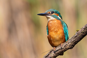 Common kingfisher, alcedo atthis.A bird sits on a branch over the river