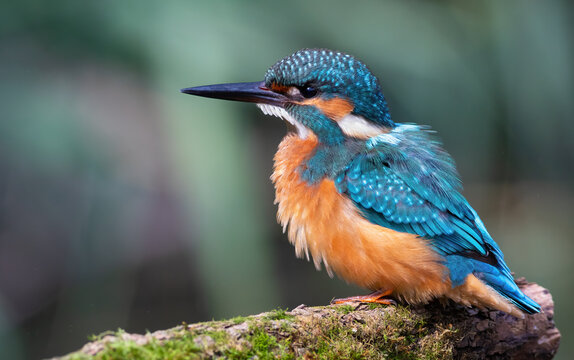 Common kingfisher, alcedo atthis.A bird sits on a beautiful branch, ruffling its feathers