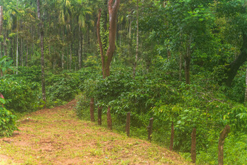 coffee plantation wide view of coffee estate