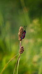 field butterflyfield butterfly