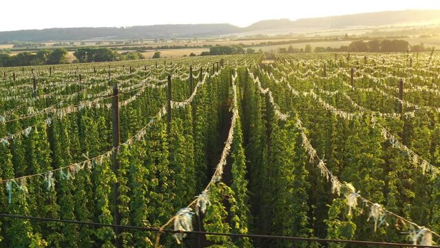 Aerial - Flyover hop yard in late afternoon