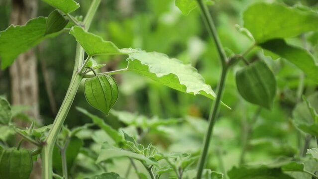 Young green physalis in the garden with green leaves in the background
