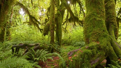 Rain forest in Olympic National Park, Washington, United States. Camera moves along path among trees overgrown with moss and bushes. 4K gimbal shot