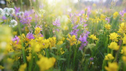 Foto op Canvas Camera moves through alpine meadow full of colorful flowers. Summer field flower meadow in the mountains in the rays of the setting sun. Flower summer background © SJ Travel Footage