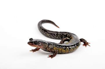 lungless salamander: South Carolina Slimy Salamander // Südkalifornischer Schleimsalamander (Plethodon variolatus)