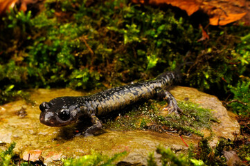 lungless salamander: South Carolina Slimy Salamander // Südkalifornischer Schleimsalamander...