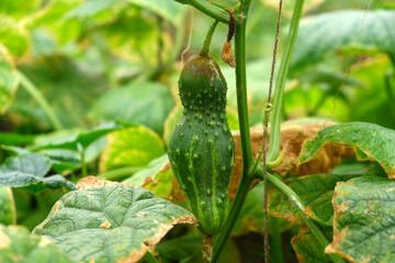 Organic cucumbers cultivation. Closeup of fresh green vegetables ripening in glasshouse