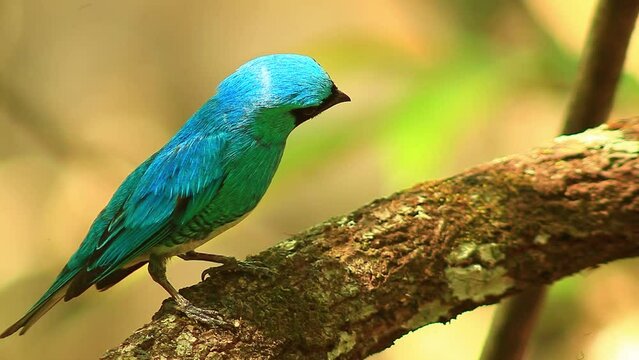 Dazzling sharp beak Blue dacnis bird perched on a branch