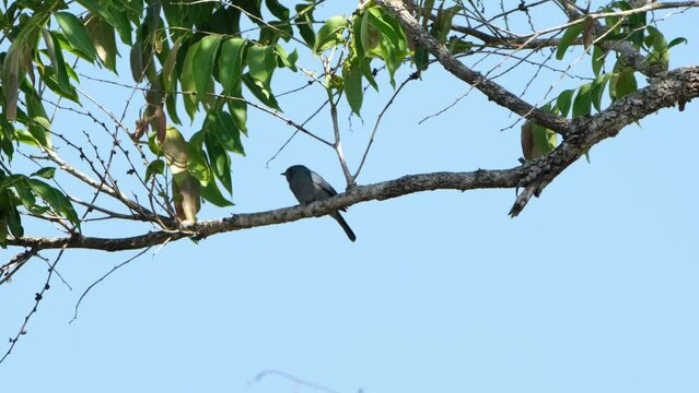Verditer Flycatcher Eumyias thalassinus female, Thailand