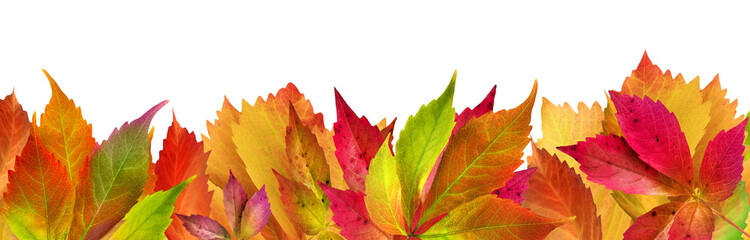 Bunte Herbstblätter und Hintergrund transparent PNG cut out