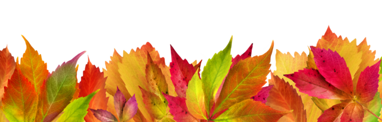 Bunte Herbstblätter und Hintergrund transparent PNG cut out