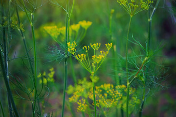 Fresh dill. Anethum graveolens growing on the vegetable bed. Annual herb, family Apiaceae. Growing...