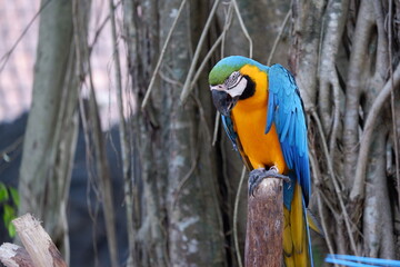 A cute yellow blue macaw parrot perched on a tree trunk at the zoo in Yogyakarta Indonesia