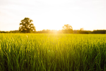 Rural landscape of young green wheat. A field of fresh grass is growing. Green wheat growing in the...