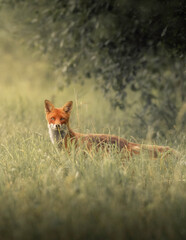 fox in the grass