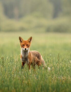 red fox in the grass