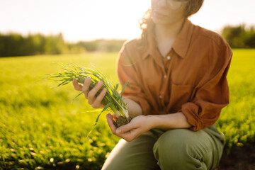 Young plant in the hands of female farmer on background of agricultural fields. Experienced woman holds young sprouts in her hands, checks the quality and growth of wheat. Agriculture concept.