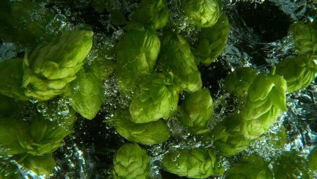 Super Slow Motion of Falling Fresh Hops Cones Into Water. Isolated on Black Background. Ultimate Perspective, Underwater Shot. Filmed on High Speed Cinema Camera, 1000 fps.