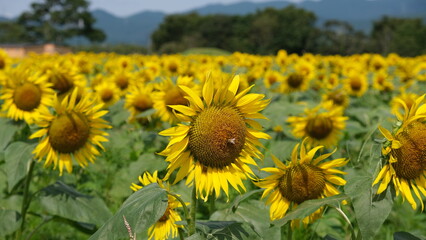 Fototapeta premium 宮崎県えびの市グリーンパークえびのに咲く向日葵
