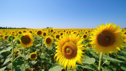 Vibrant Sunflower Field Bathed in Sunlight