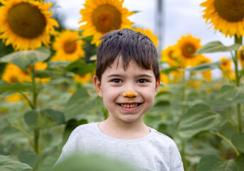 cute kid child in sunflower field smelling one plant, nose with pollen. smiling preschooler boy...