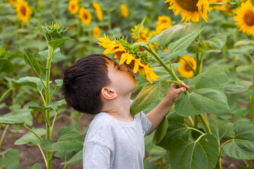 cute kid child in sunflower field smelling one plant, nose with pollen. smiling preschooler boy...