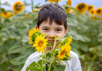 cute kid child in sunflower field smelling one plant, nose with pollen. smiling preschooler boy posing summer time