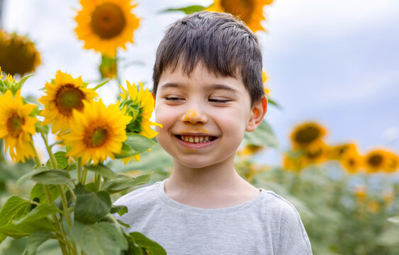 Cute Kid Child In Sunflower Field Smelling One Plant, Nose With Pollen. Smiling Preschooler Boy Posing Summer Time