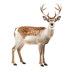 Naklejka na ściany i meble Cute deer wildlife animal transparent background AI generated image