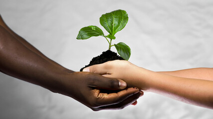 a black and a white hand holding together a litle  plant