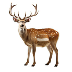 Naklejka na ściany i meble Cute deer wildlife animal transparent background AI generated image
