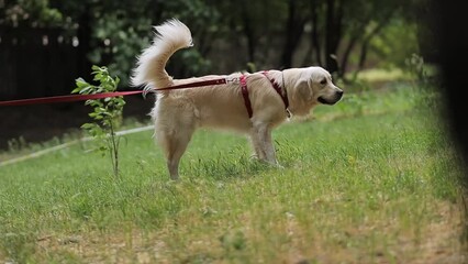Golden retriever on a leash pissing on the street, in a green area. a light-coated golden retriever urinates outdoors to mark territory. the wind develops the coat of a golden retriever on the street.