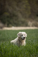 Perro Golden Retriever en un campo verde