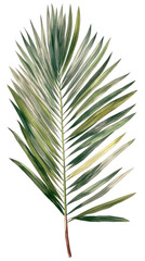 Green palm leaf. Tropical plants. Watercolor botany.